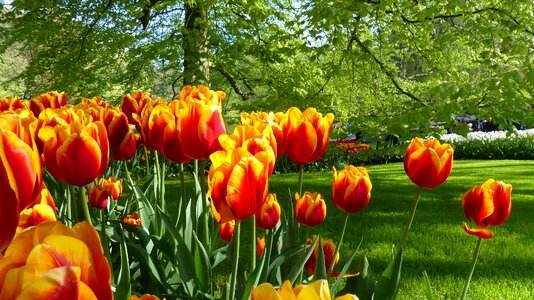 Keukenhof amsterdam botany