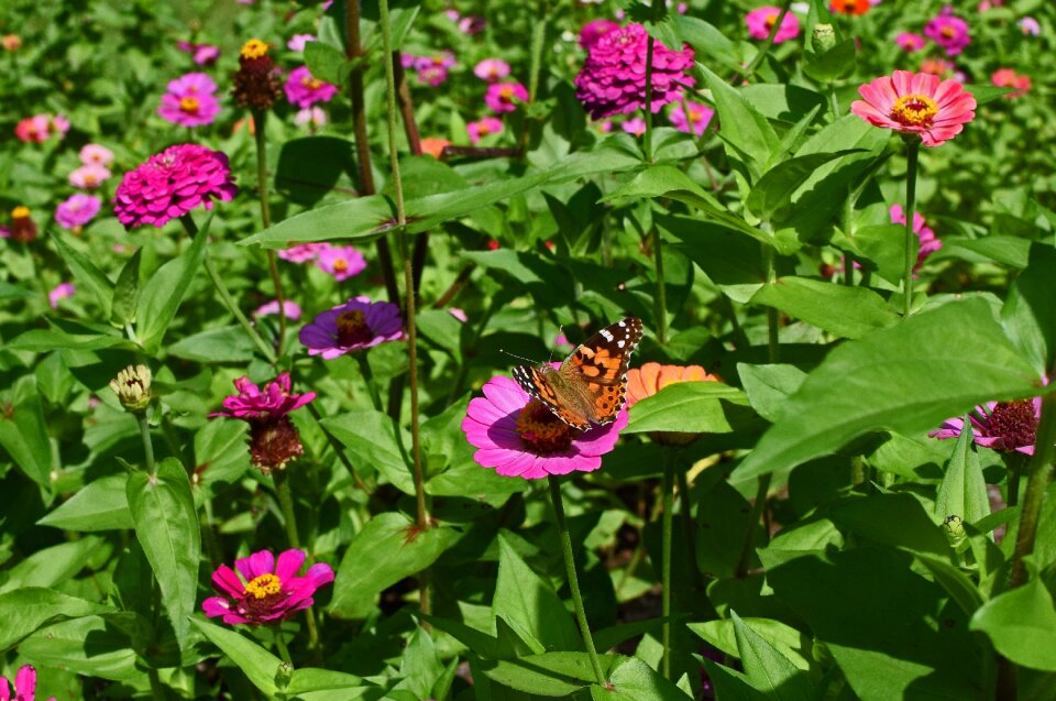 Insect pollinator animal