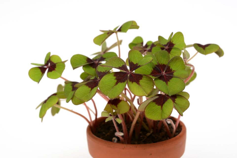 Plant growth nature