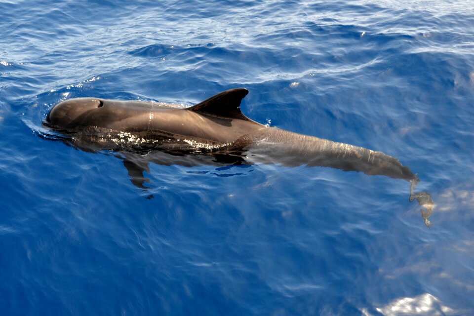 Water atlantic dorsal fin