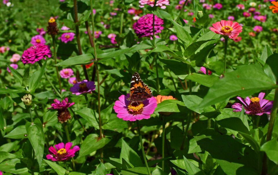 Insect pollinator animal