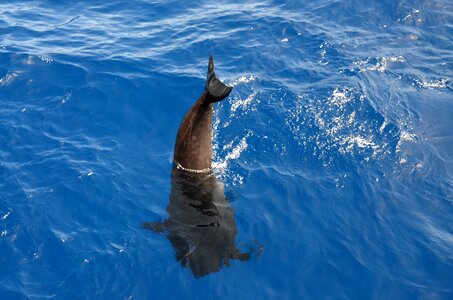 Water atlantic dorsal fin photo