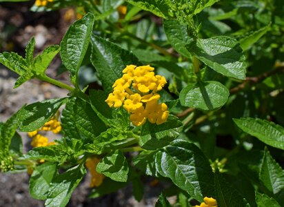 Bloom shrub summer