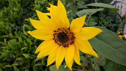 Yellow nature green sunflower photo