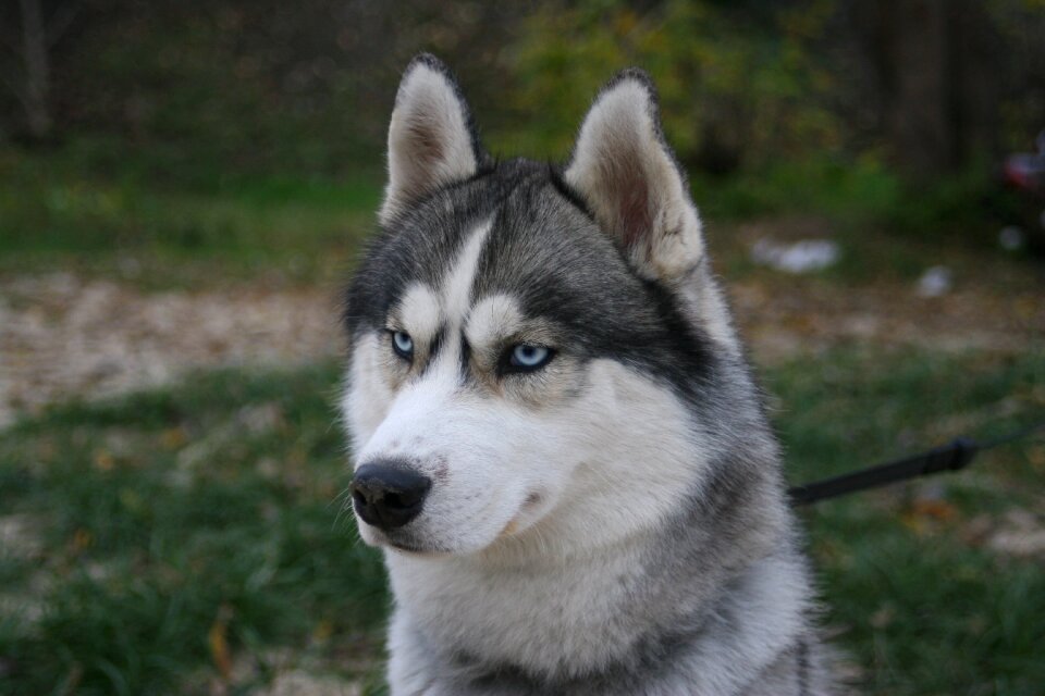 Dog animal siberian photo