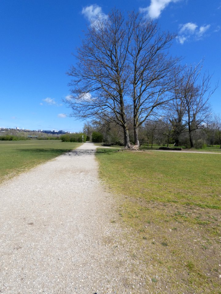 Villeurbanne - Parc de la Feyssine - Arbre double