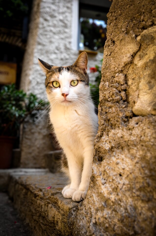 Cute pets domestic cat
