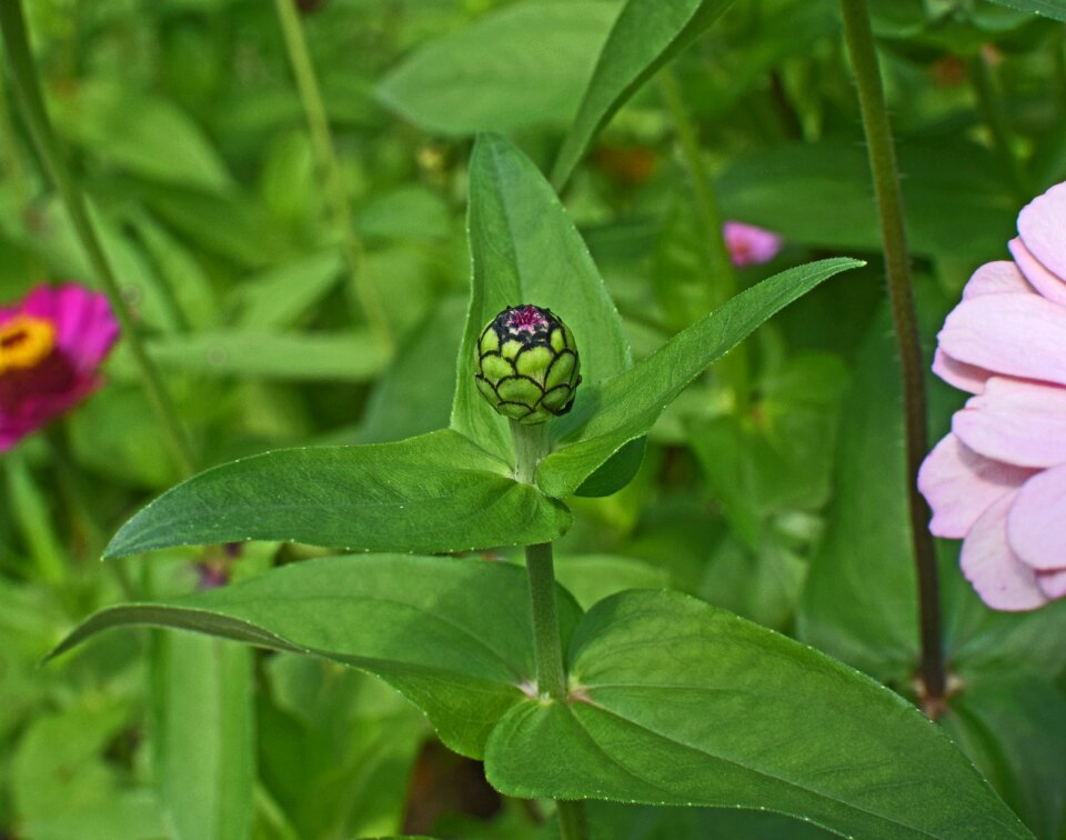Blossom bloom plant