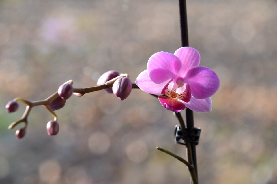 Branch bud orchid