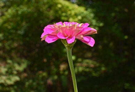 Blossom bloom plant photo