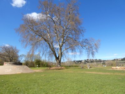 Villeurbanne - Parc de la Feyssine - Grand platane