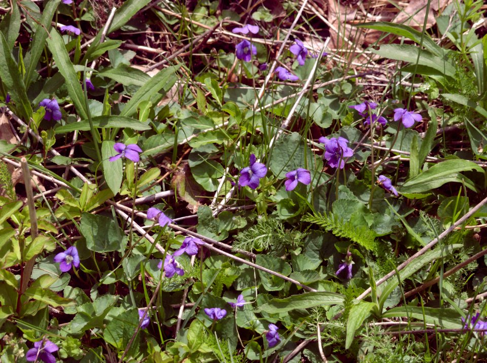 Viola sororia, 2021-04-18, Seldom Seen, 01