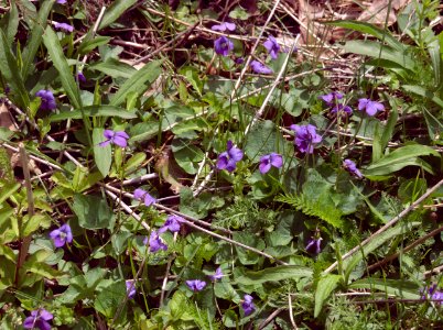 Viola sororia, 2021-04-18, Seldom Seen, 01