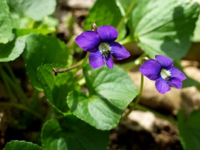Viola sororia, 2021-04-18, Seldom Seen, 03