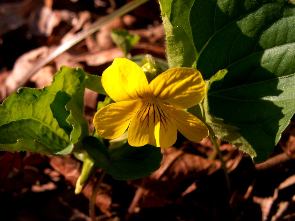 Viola pubescens var. scabriuscula, 2015-04-26, Kane Woods, 02