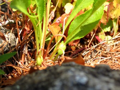 Viola lanceolata 10531214