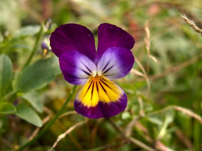 Viola tricolor, Schenley Park, 2015-10-01, 01