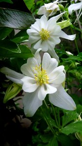 Plant garden nature