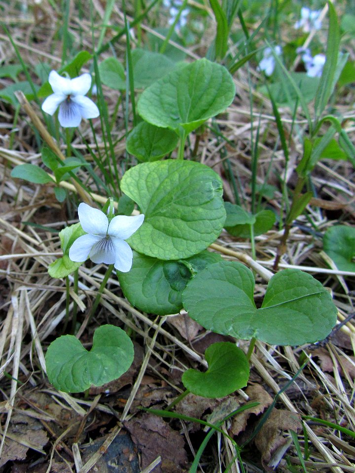 Viola epipsila Oulu, Finland 29.05.2013