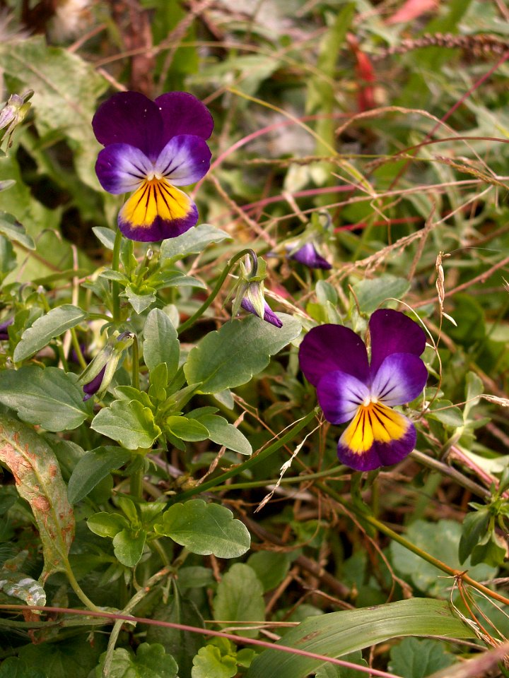 Viola tricolor, Schenley Park, 2015-10-01, 02