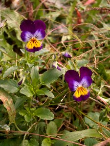 Viola tricolor, Schenley Park, 2015-10-01, 02