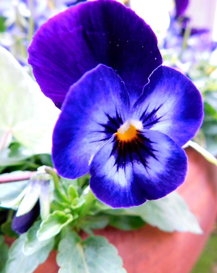 Viola penny denim jump up
