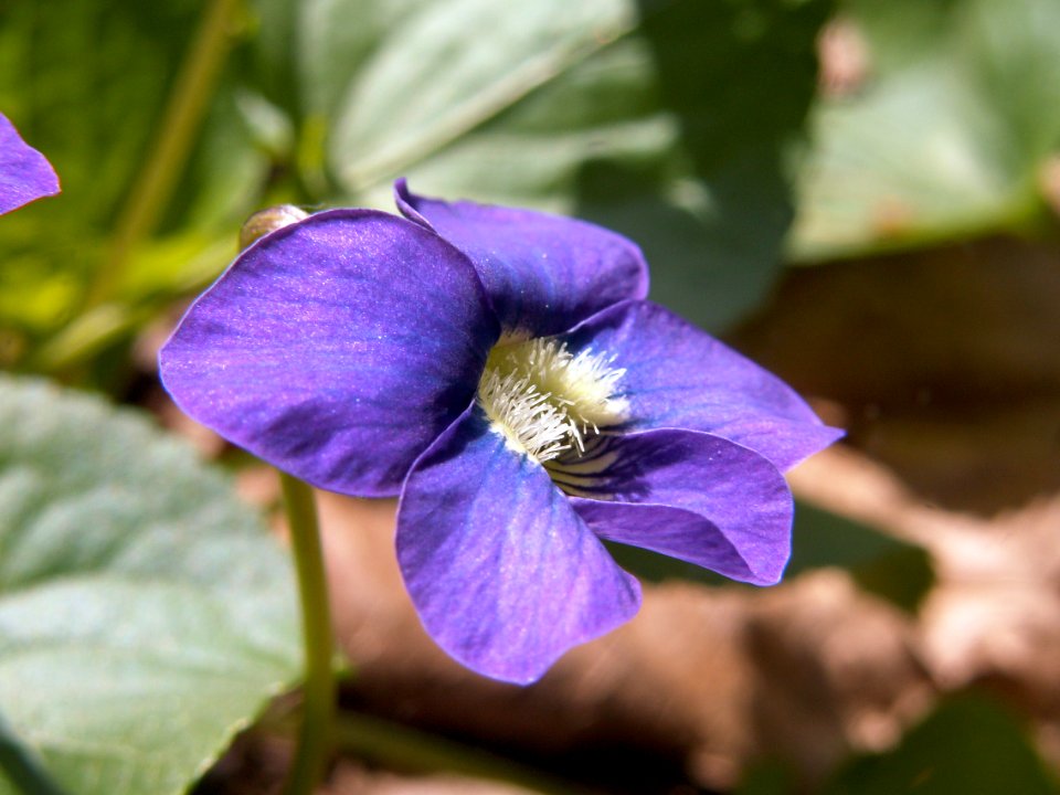 Viola sororia, 2021-04-18, Seldom Seen, 04