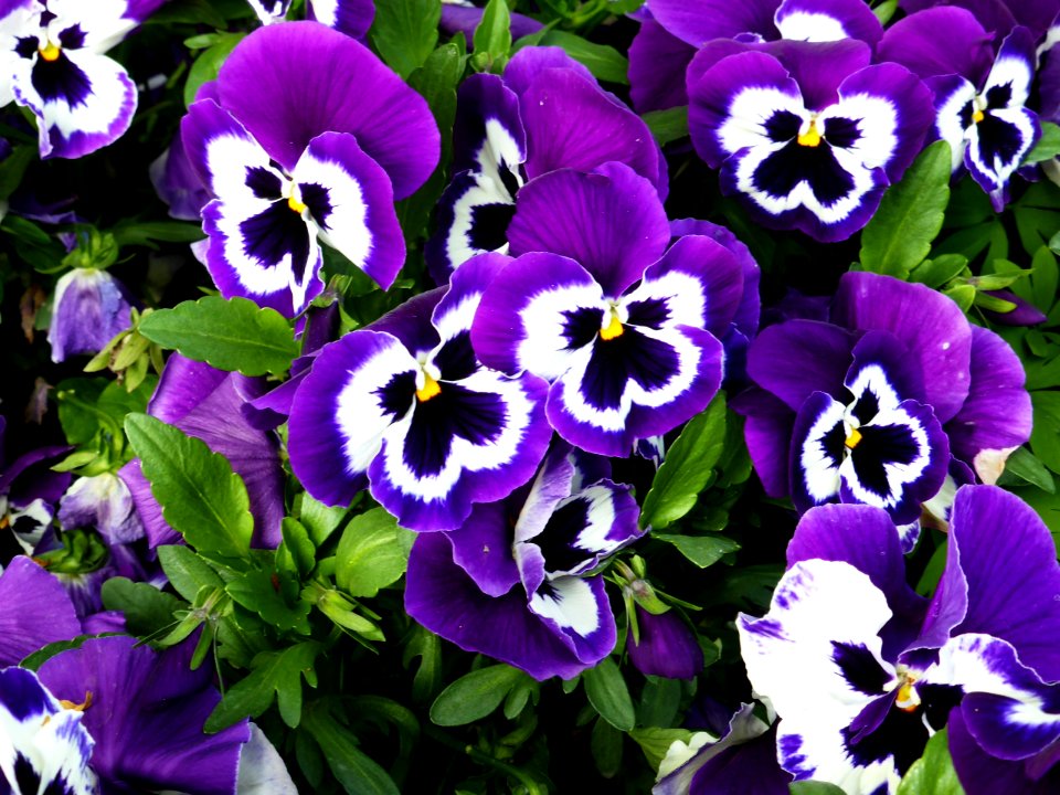 Viola-x-wittrockiana