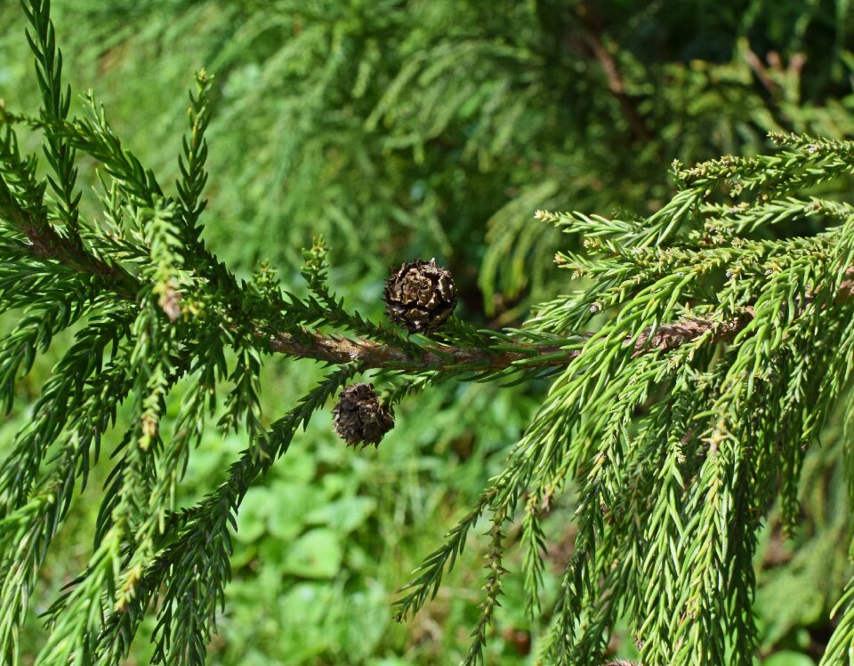 Plant garden nature