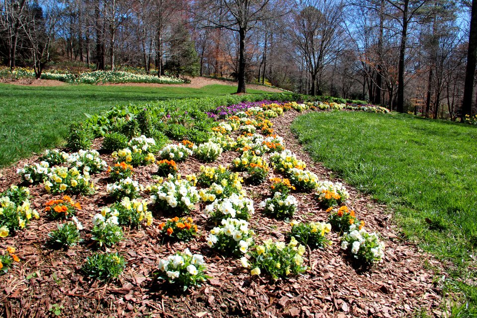Violas in Gibbs Gardens, Feb 2017