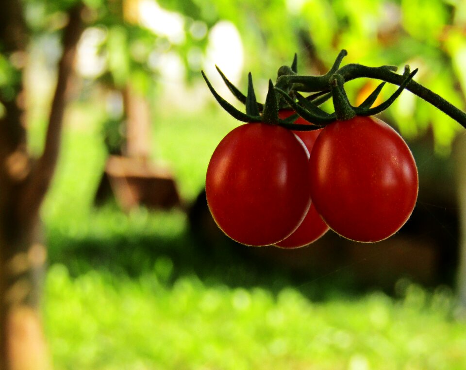 Foods cultivate fruit