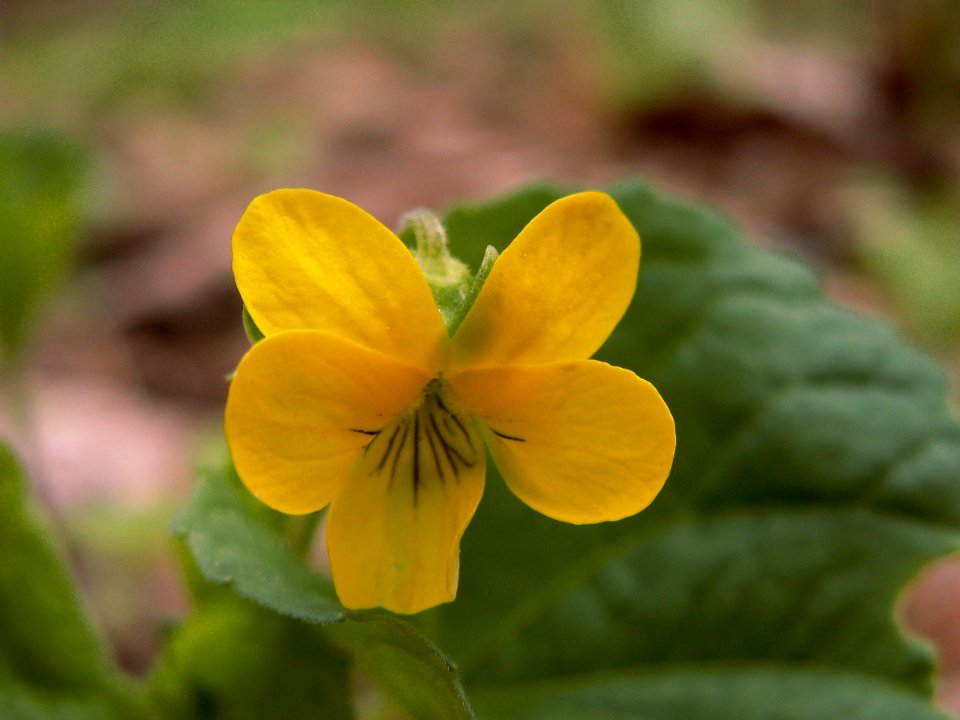 Viola pensylvanica, 2014-05-02, Mount Lebanon, 01