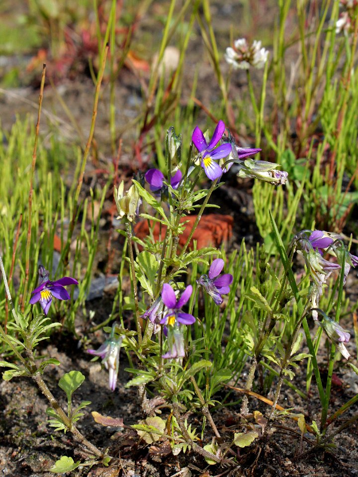 Viola tricolor Oulu, Finland 17.06.2013