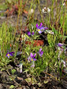 Viola tricolor Oulu, Finland 17.06.2013