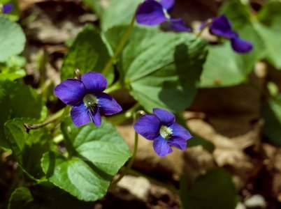 Viola sororia, 2021-04-18, Seldom Seen, 02