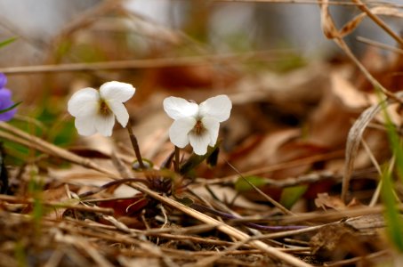 Viola alba 2 Flowers