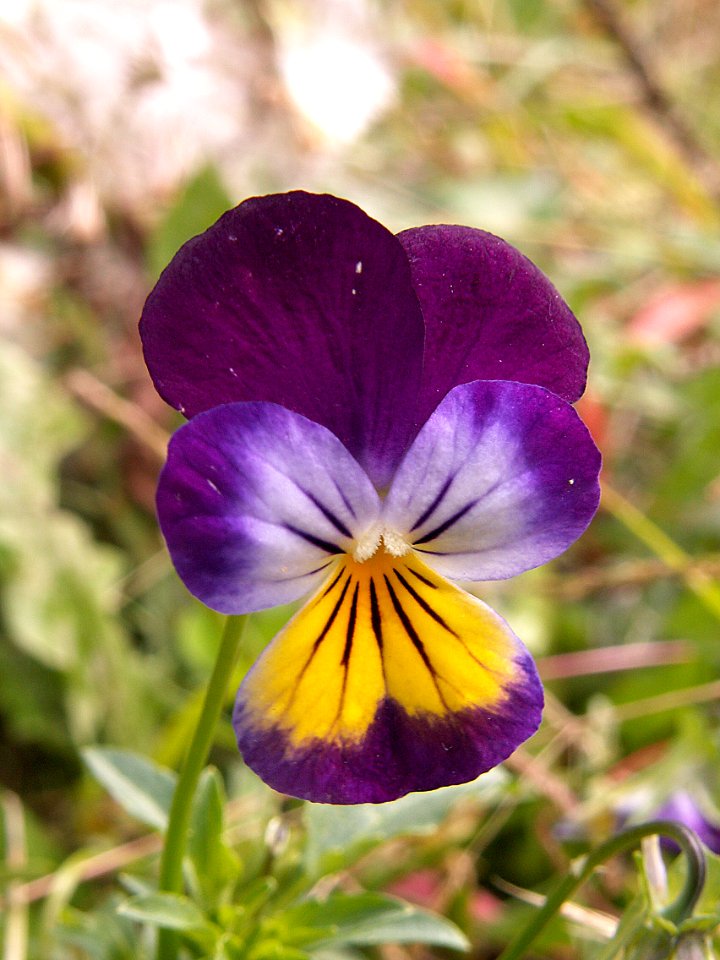 Viola tricolor, Schenley Park, 2015-10-01, 03