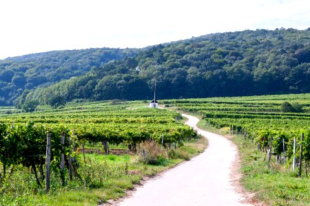 Vinyard in Perchtoldsdorf