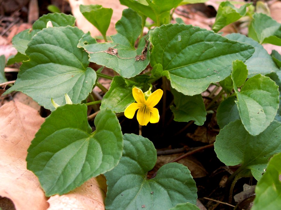 Viola pensylvanica, 2014-05-02, Mount Lebanon, 02