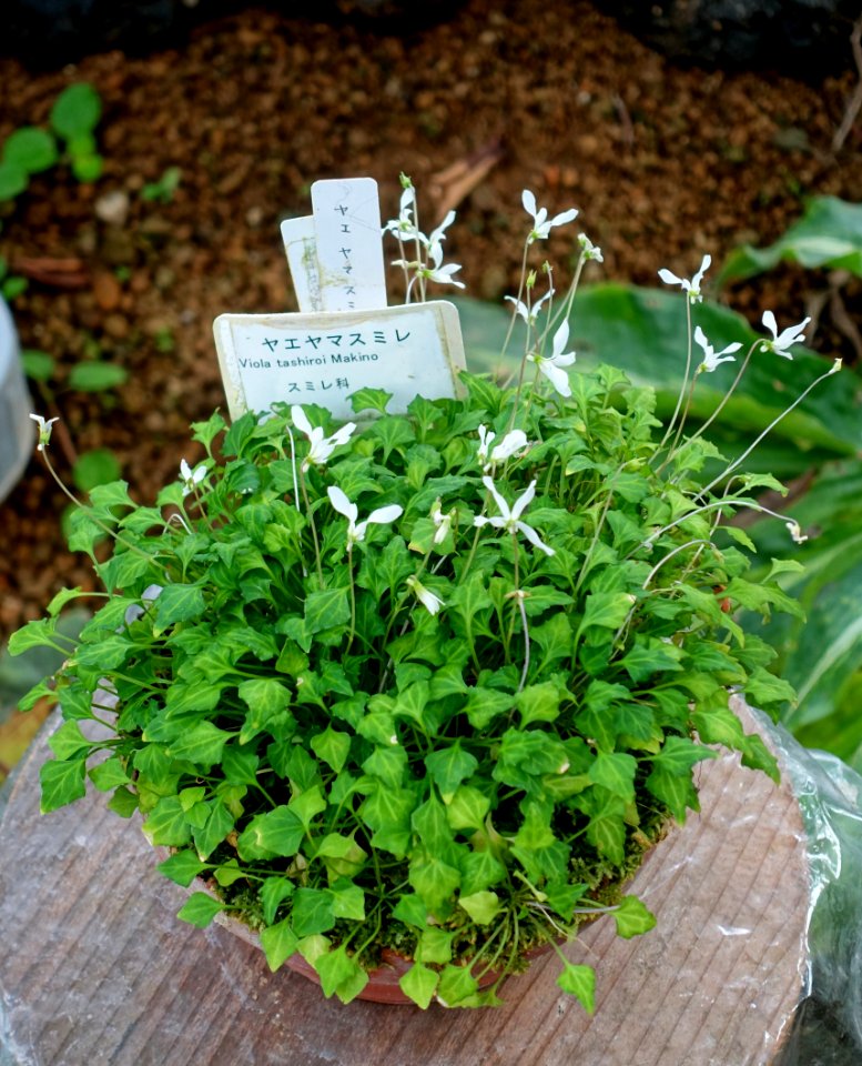 Viola tashiroi - Shinjuku Gyo-en Greenhouse - Tokyo, Japan - DSC05872