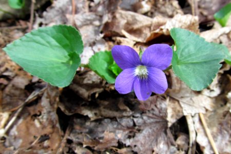 Viola sororia, 2021-04-11, Bird Park, 01