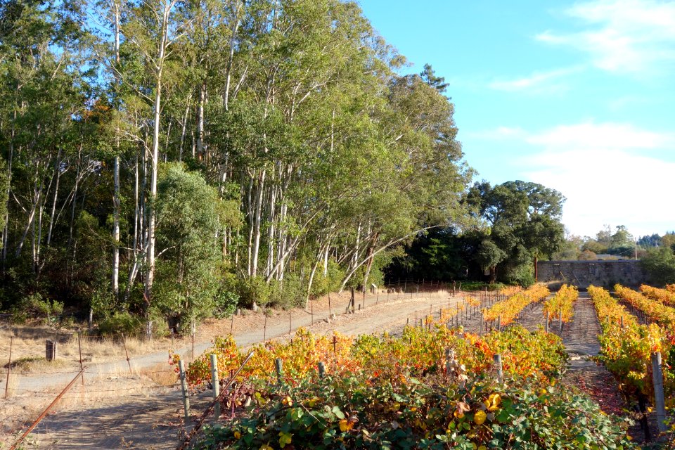 Vinyard - Jack London State Historic Park - DSC03857
