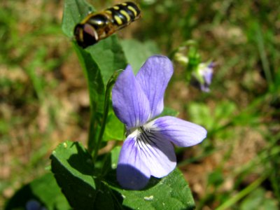 Viola epipsila 5999