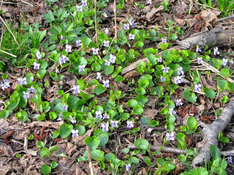 Viola epipsila 5771