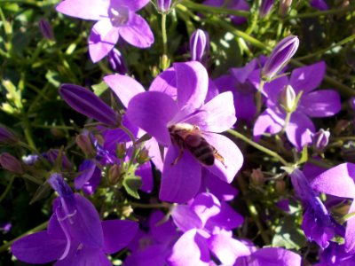 Violette Blume mit Honigbiene