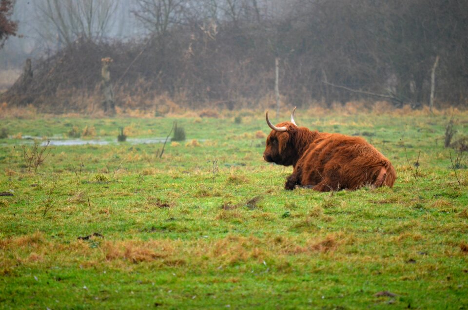 Field meadow highland cattle