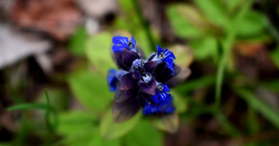 Violet (211334813)