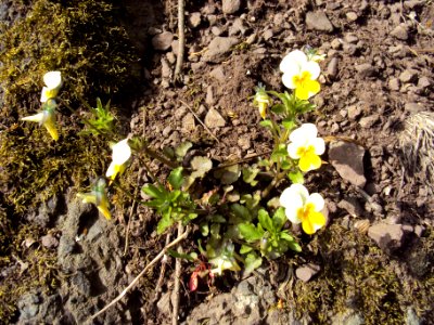 Viola tricolor 2 Podkomorské lesy