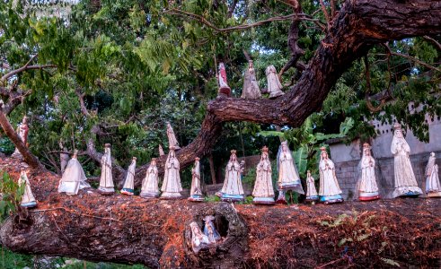 Virgenes del Valle en árbol
