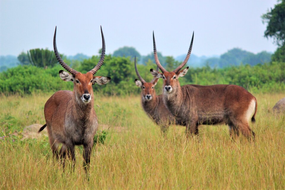Animal field antelope